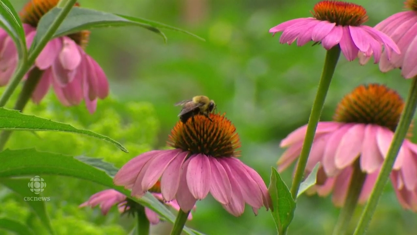 Helping Pollinators In Ottawa One Native Plant At A Time Cbc News
