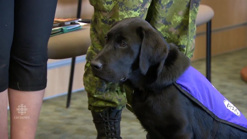 how therapy dogs help a teenage person