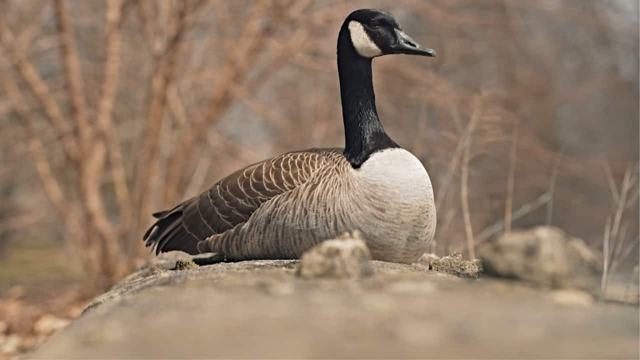 The Birds Are Back In Town. Spring Migration Could Fuel Spread ...