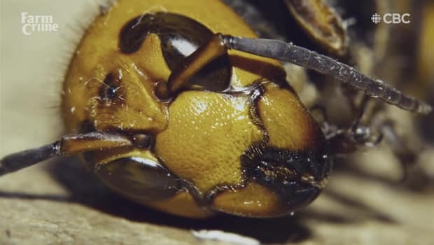 Murder Hornets 101 | CBC.ca