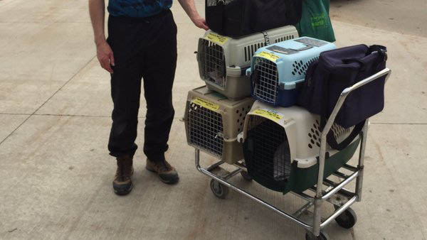 Fort McMurray evacuees get relief for 4-legged family members at ...