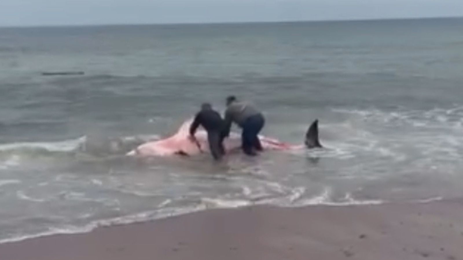 Great white shark stuns onlookers before washing up dead on N.S. beach -  Halifax