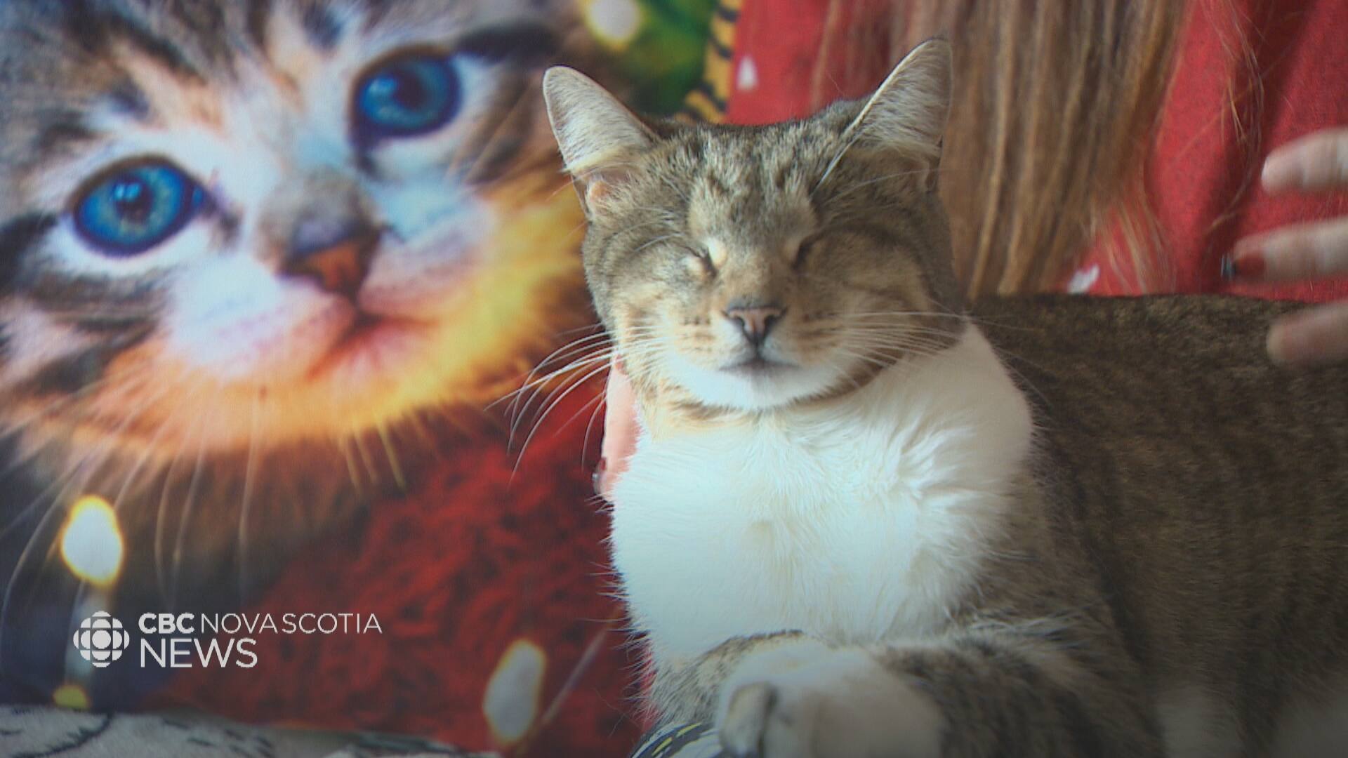 Cole Harbour Cat Shelter Auctioning Off Unwanted Christmas Gifts CBC ca