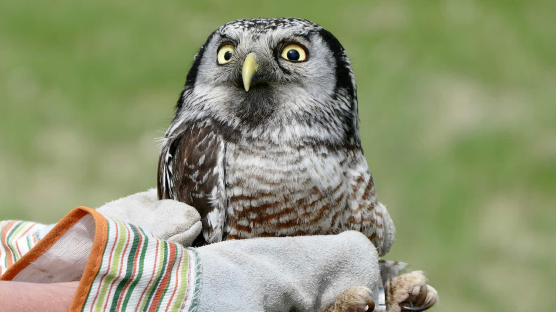 Owl Released By Wildlife Haven Rehabilitation Centre | CBC News