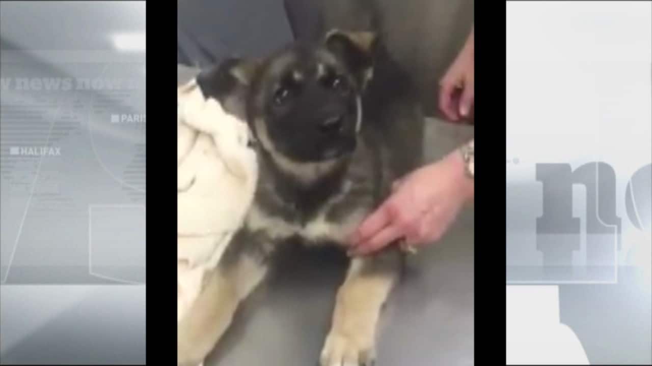 Puppy Hurt In Video Now On The Mend courtesy Manitoba Underdogs CBC ca puppy-hurt-in-video-now-on-the-mend-courtesy-manitoba-underdogs-cbc-ca