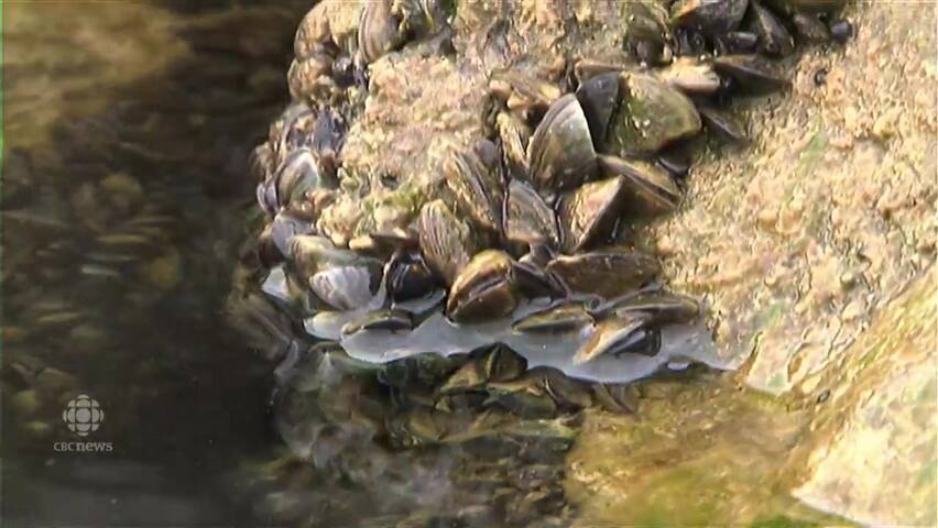 Invasive Zebra Mussel Larva Found In Lake That Supplies Winnipeg ...