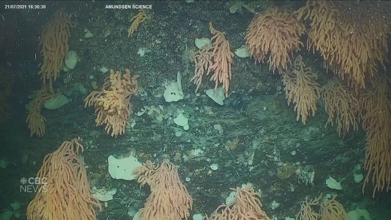 Corals and sponges discovered deep in the Labrador Sea | CBC.ca