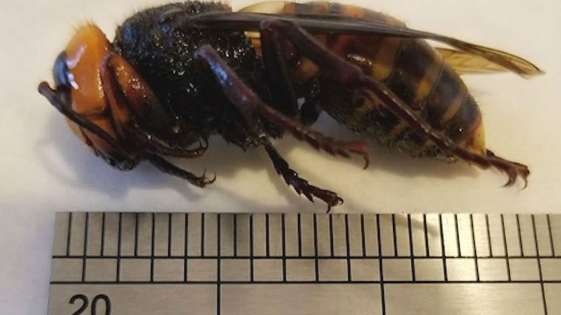 'Murder Hornets' Could Spell Trouble For Canada's Bee Populations, But ...