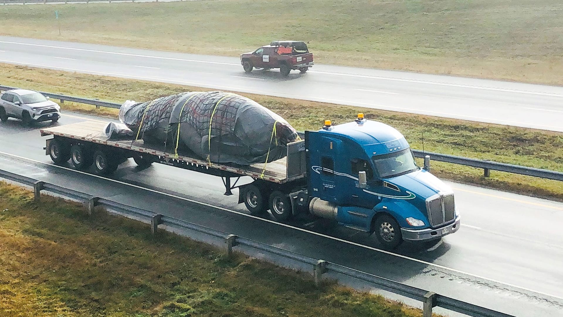 Whale on the move | CBC.ca