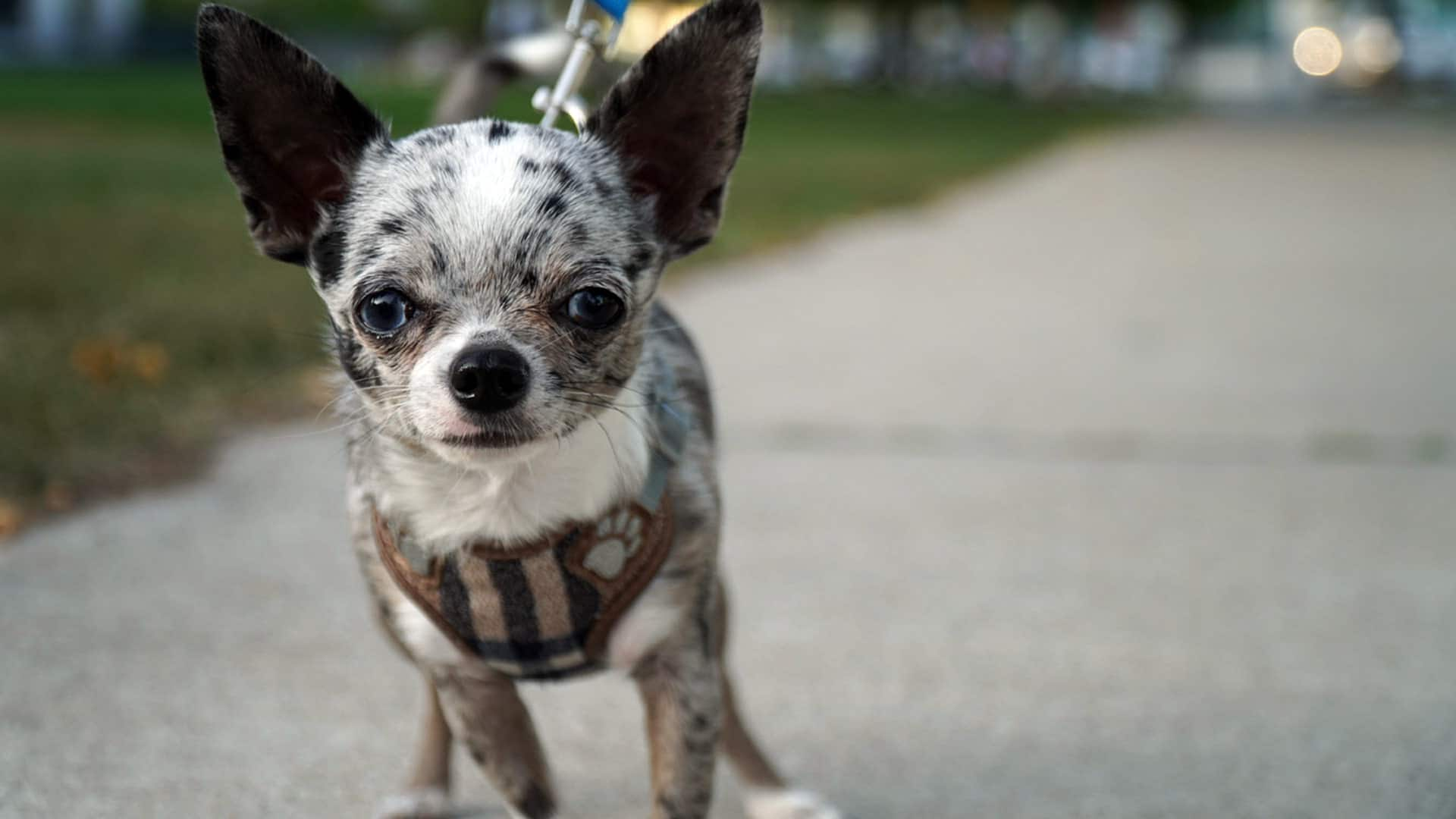 Chihuahua dogs for stud in London