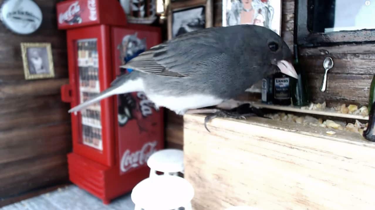 newfoundland-s-tiniest-pub-has-gone-to-the-birds-cbc-ca