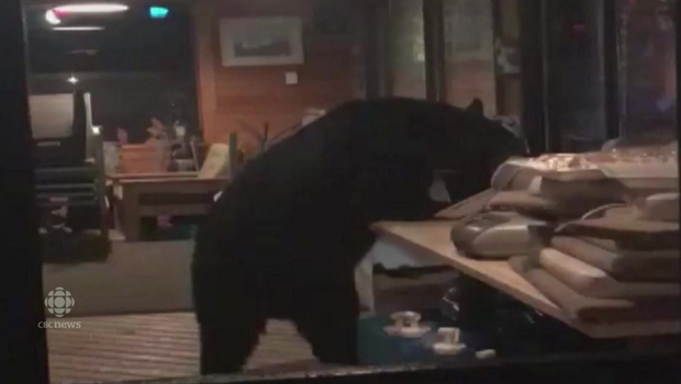 Black bear breaks into cabin, stuffs itself with Thanksgiving desserts ...