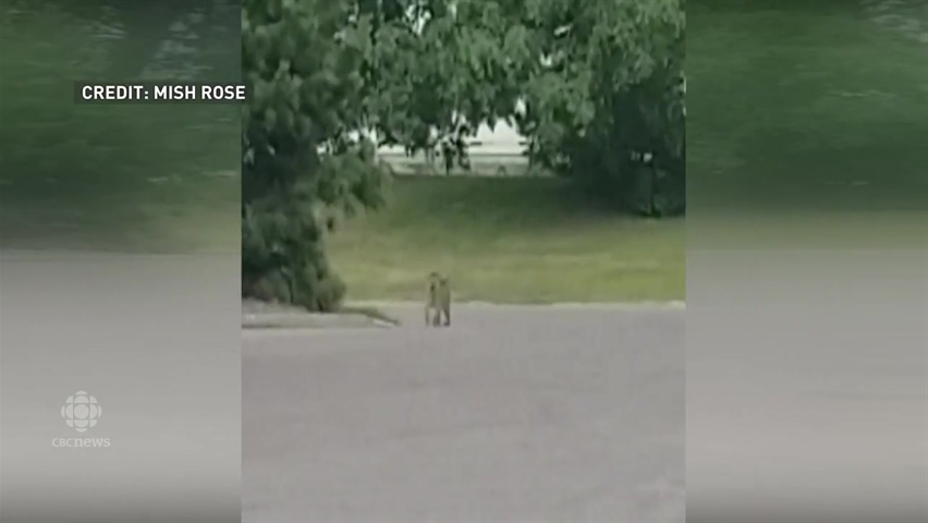 Here, kitty kitty: Lynx spotted in west Edmonton | CBC News