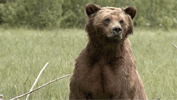 Grizzly bears overhunted in B.C., say researchers | CBC News