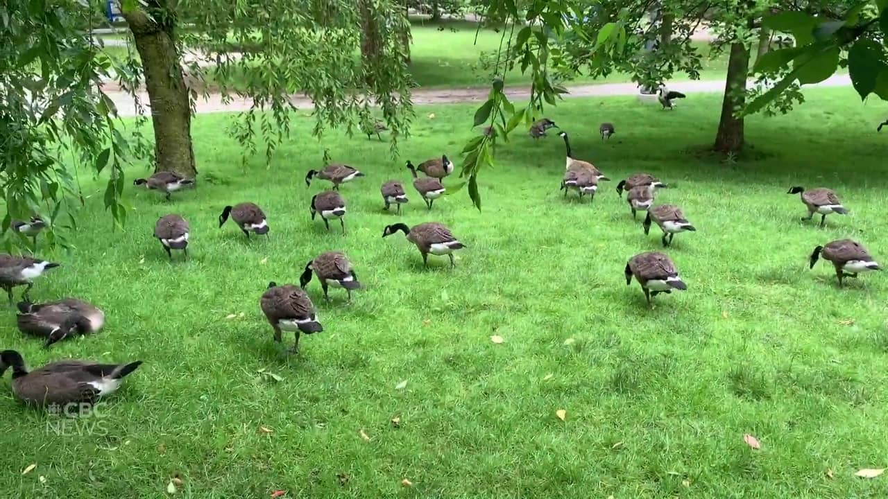 Canada goose 2025 london ontario