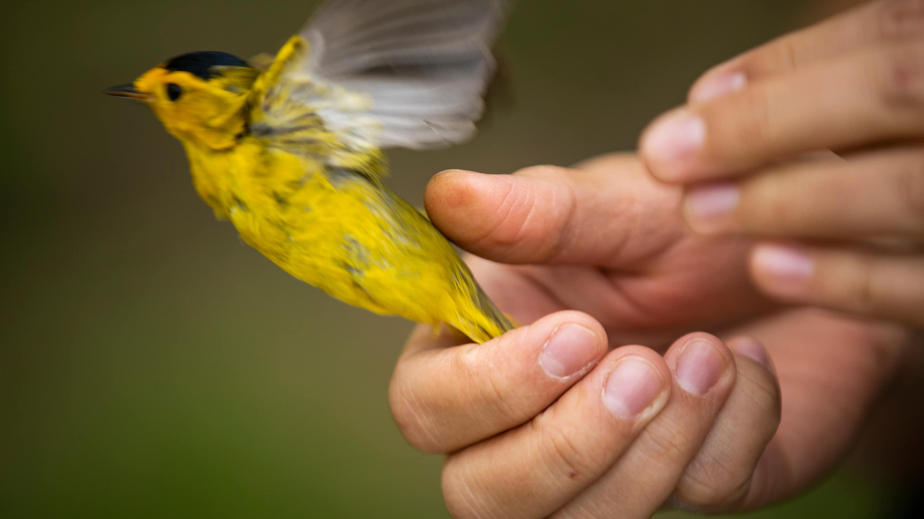 here-s-how-scientists-track-birds-using-bird-banding-cbc-ca