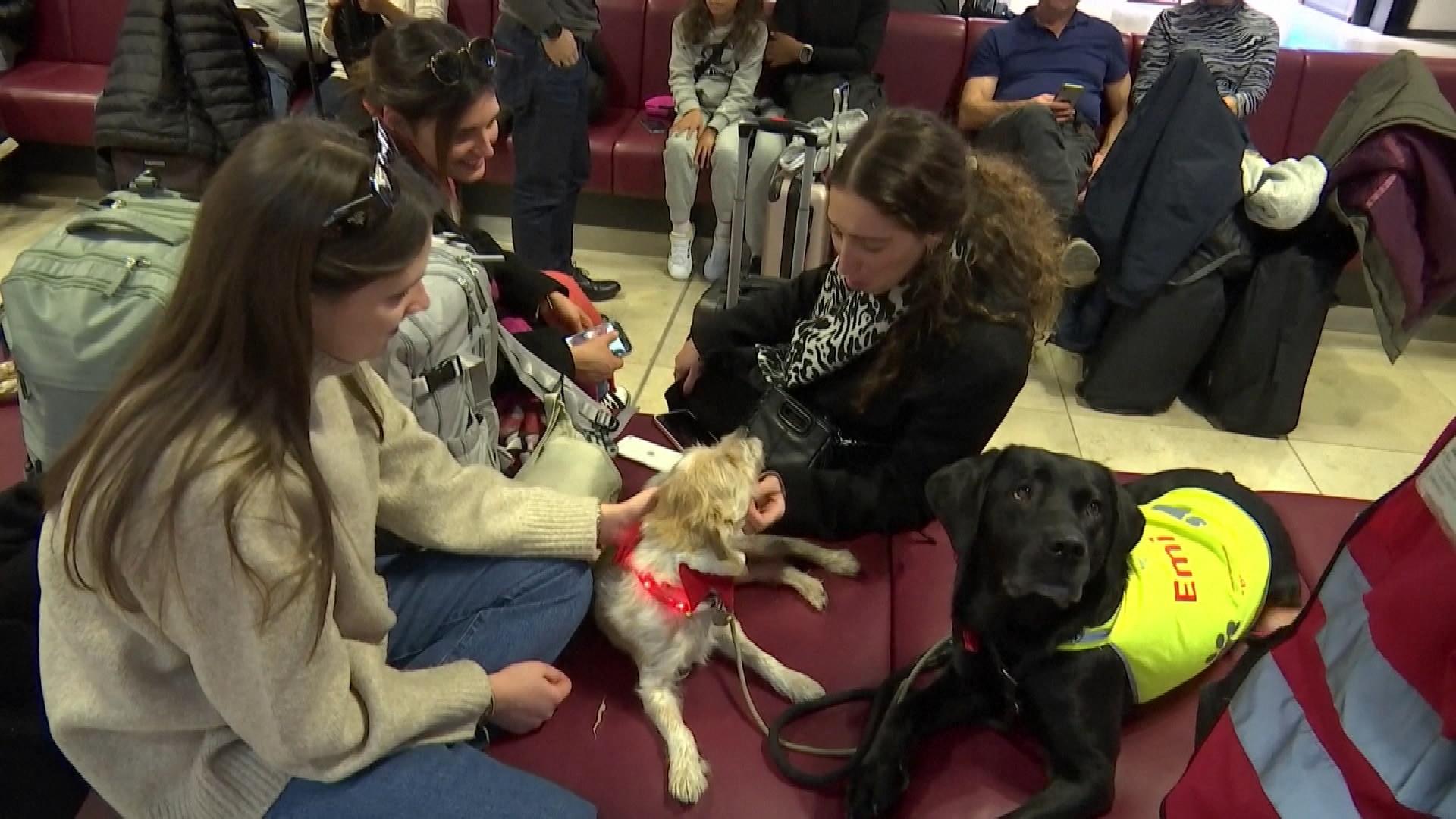 Holiday flying is stressful. German airport dogs are here to help; Holiday flying is stressful\. German airport dogs are here to help