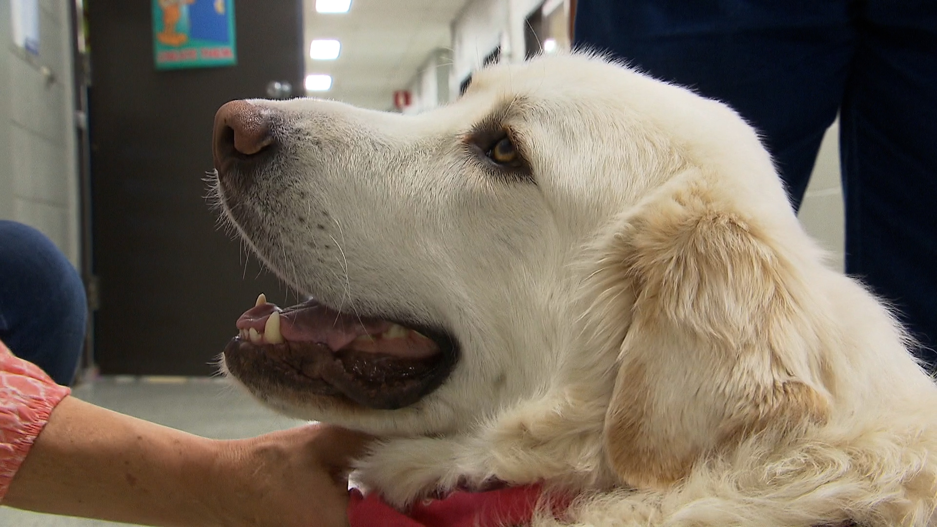 These big, fluffy therapy dogs are supporting Quebec high school students; Cooper, a Great Pyrenees, provides zootherapy to Quebec high school students