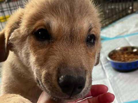 Comfortable ending for Sask. puppies rescued from basement with out meals Comfortable ending for Sask. puppies rescued from basement with out meals