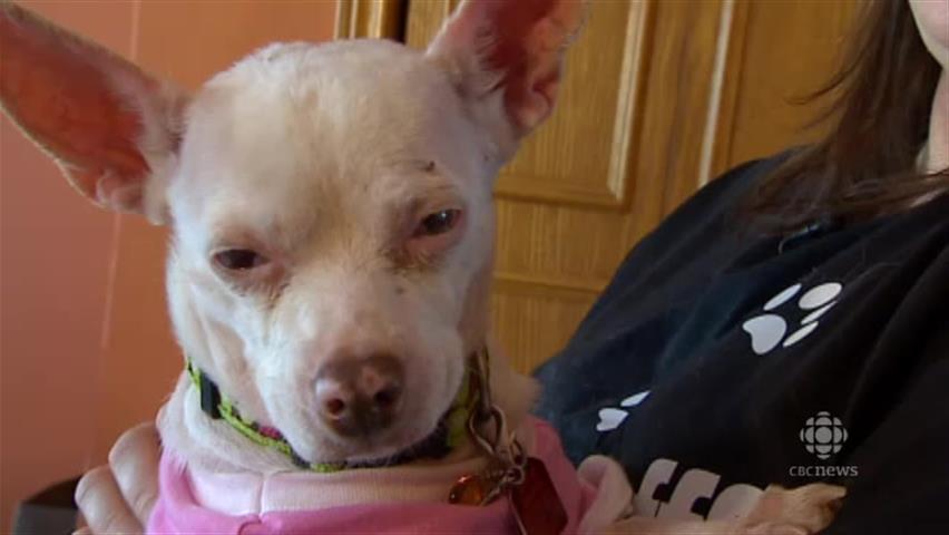 Ugly Blind Chihuahua In Winnipeg Becomes Internet Star Cbc News