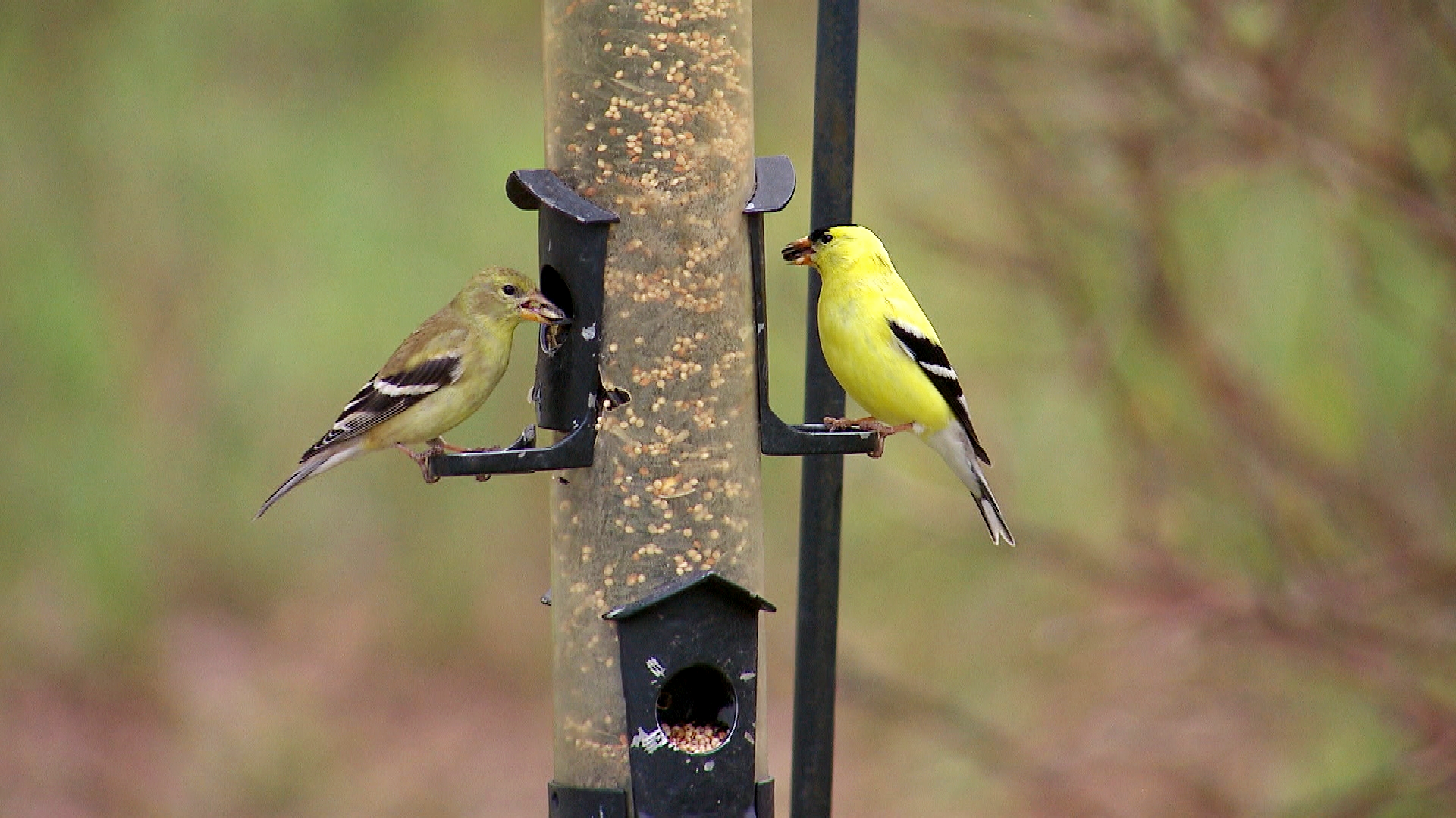 Birding during the pandemic: Basics for beginner birdwatchers in ...