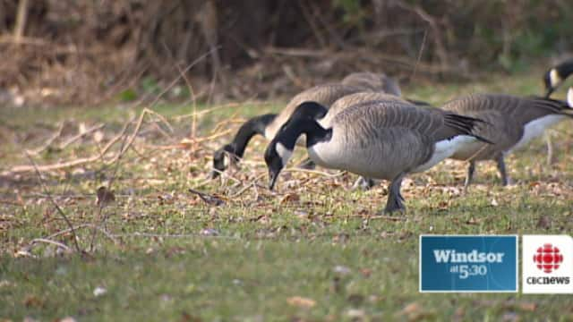 Canada goose shop winnipeg 81