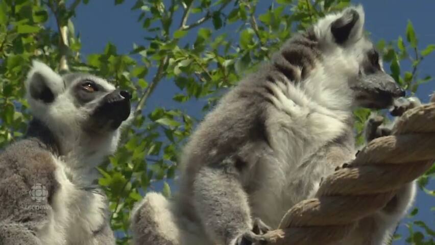Land Of Lemurs Opens At The Calgary Zoo