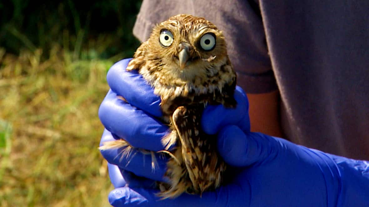 Banding baby burrowing owls 'the best day of the year' — though fate of ...