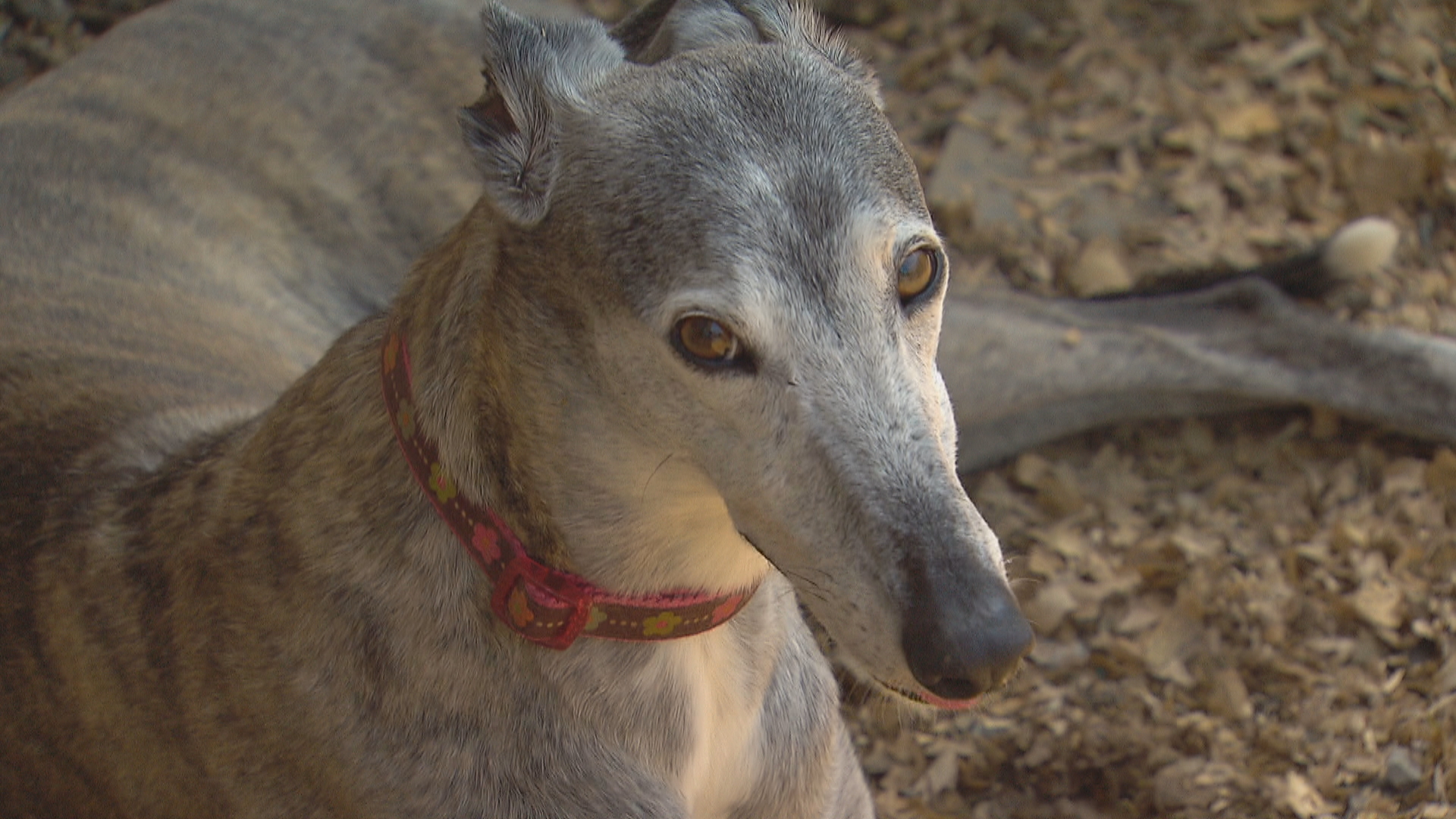 Rzoze99fpson5m Hopefully, you'll join the thousands of people who have discovered that their adopted friend is one of the nicest and. https www cbc ca news canada nova scotia greyhound group shifts gears 1 5587157