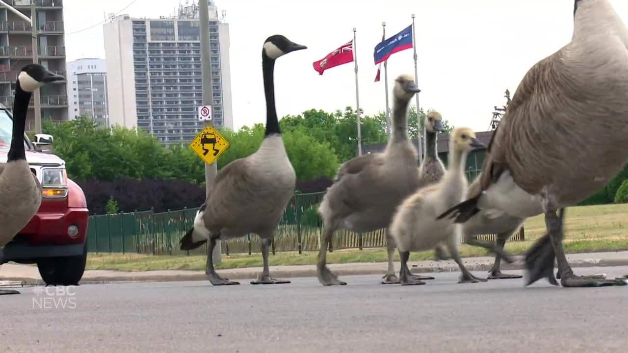 Canada goose shop bird 5000