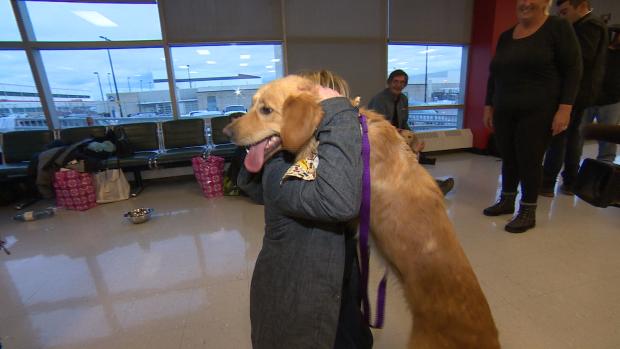 Ontario Rescue Group Welcomes Golden Retrievers Abandoned In Turkey Cbc News