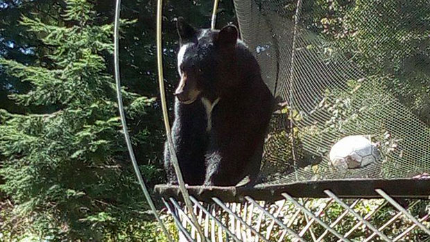 Bear plays on trampoline in Coquitlam, B.C. | CBC News