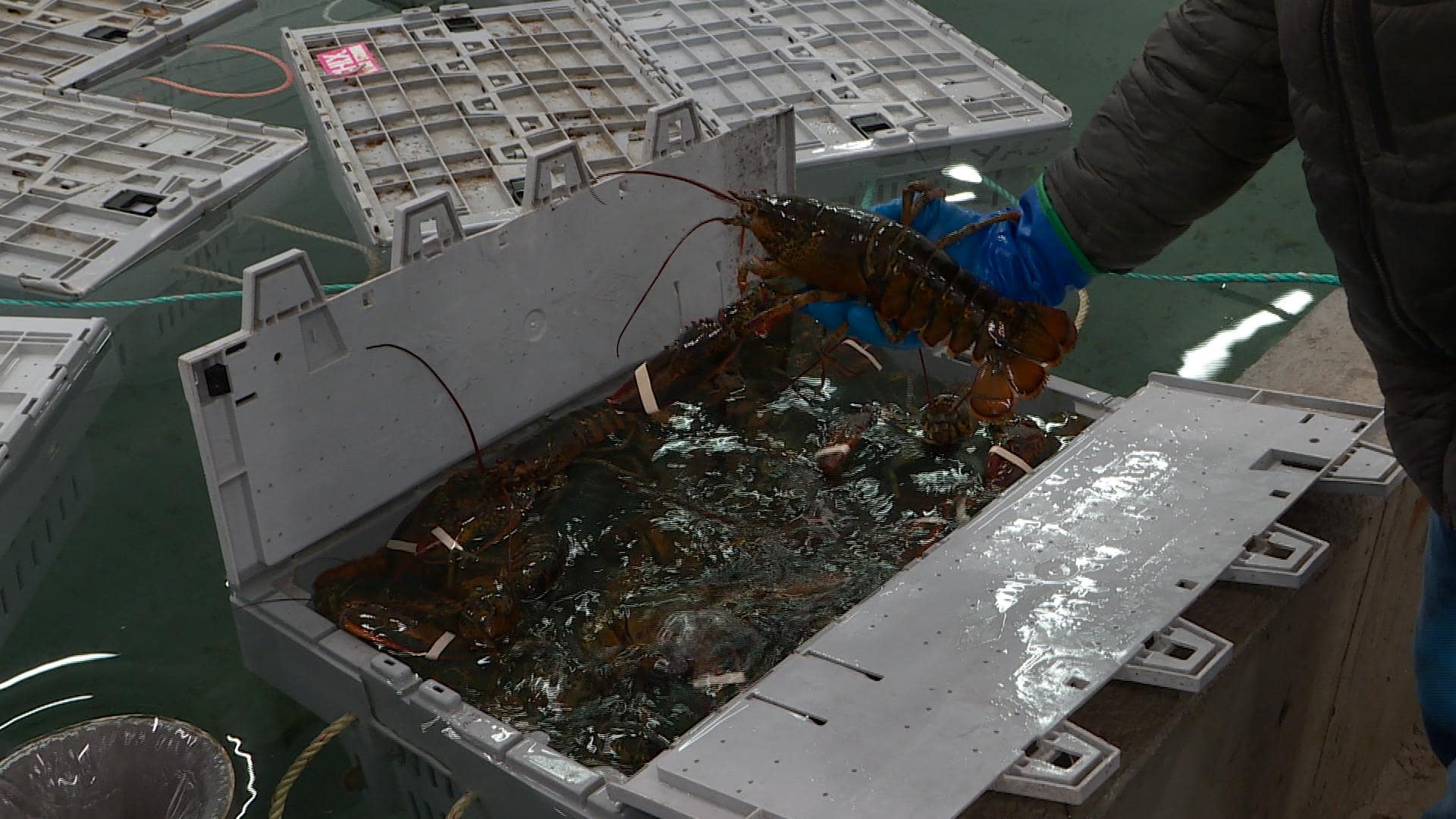 New lobster holding tank is a game change for lobster business | CBC.ca