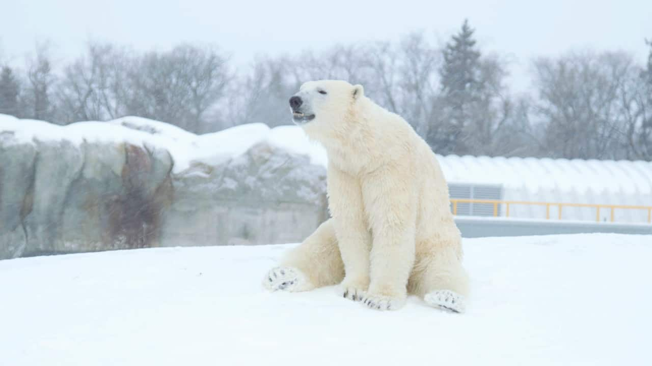 These polar bears blow off steam by sliding around in the snow | CBC.ca