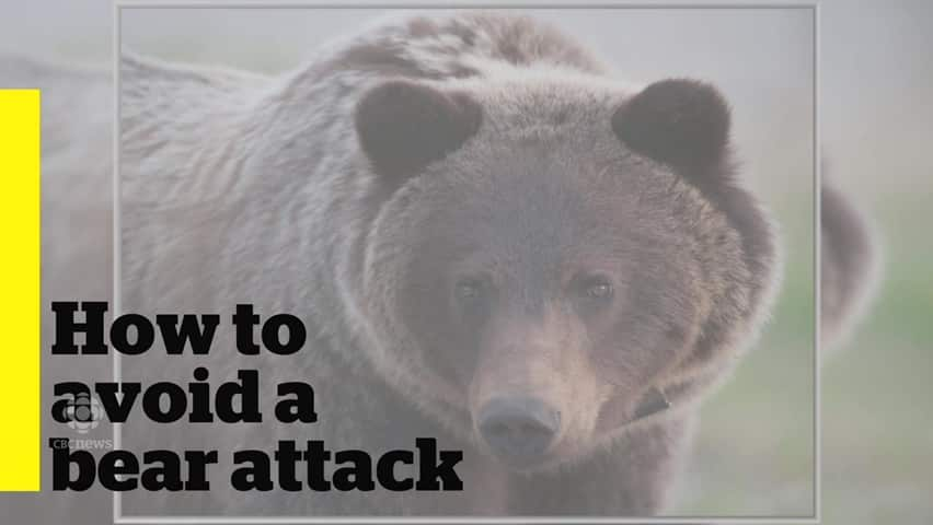 How to Prevent Bear Attacks, According to Experts