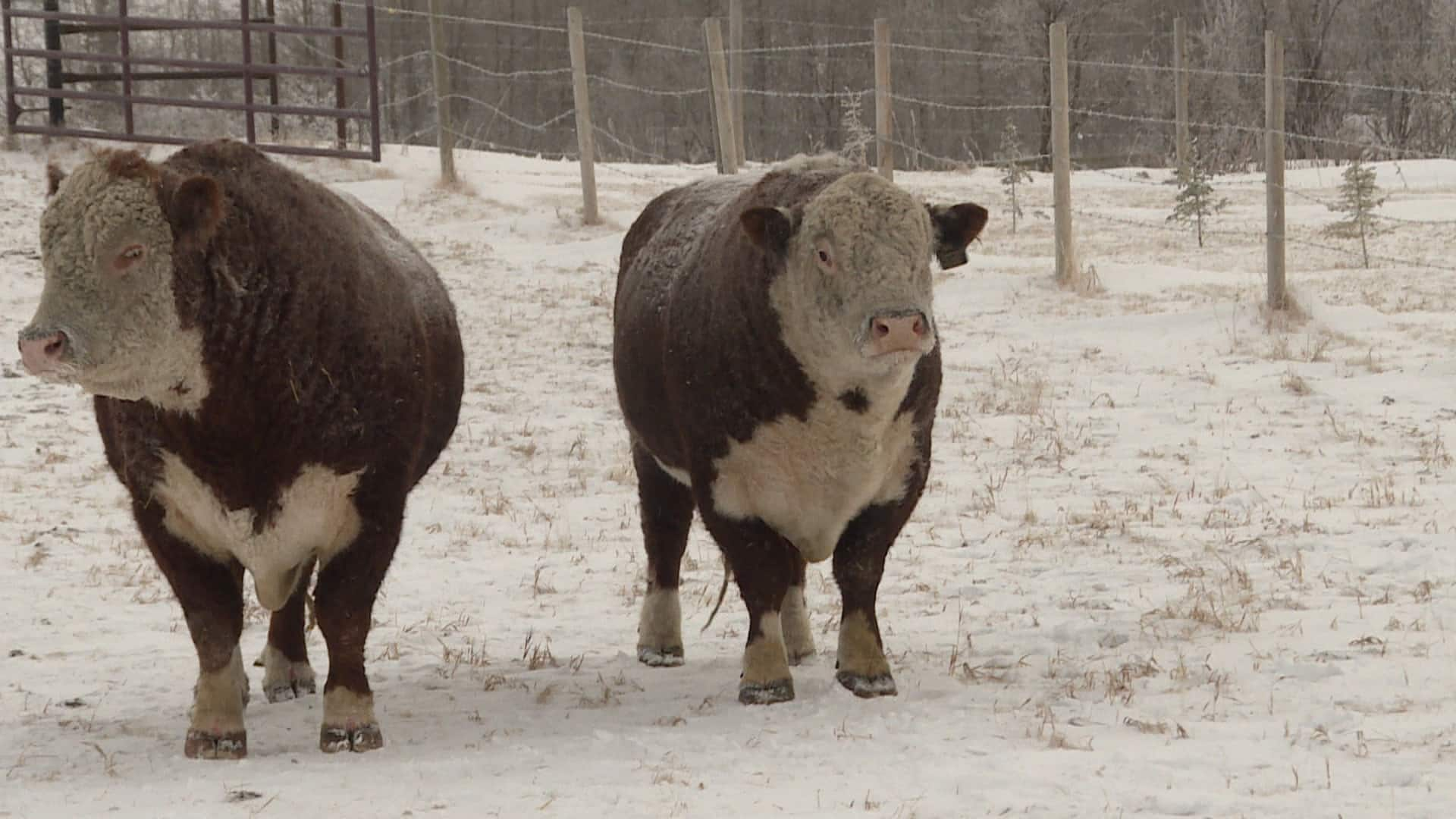 Extreme Cold Challenges Alberta Cattle Producers — And Their Animals ...