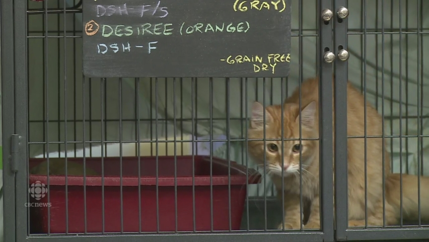 Heaven Can Wait Animal Shelter Saved From Closing As Donations Pour In Cbc News