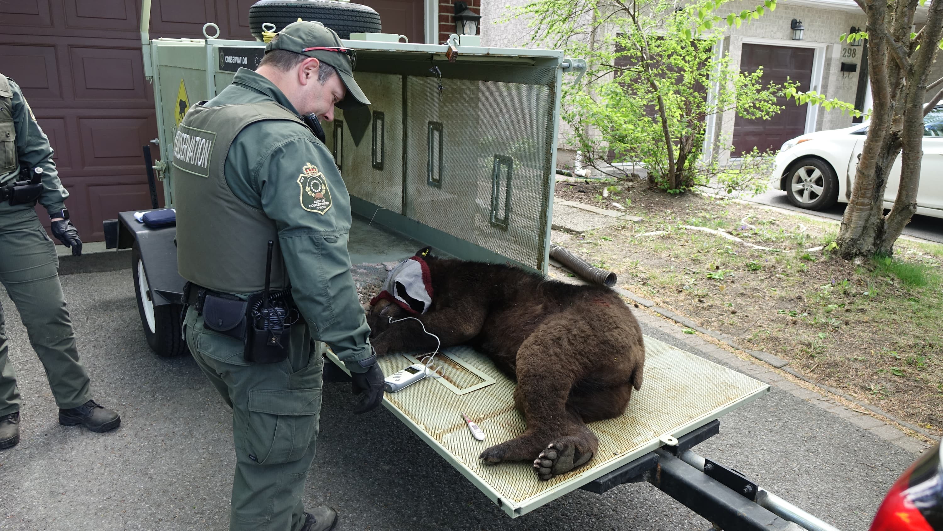 Bear caught in Nepean will be released elsewhere, city says | CBC News