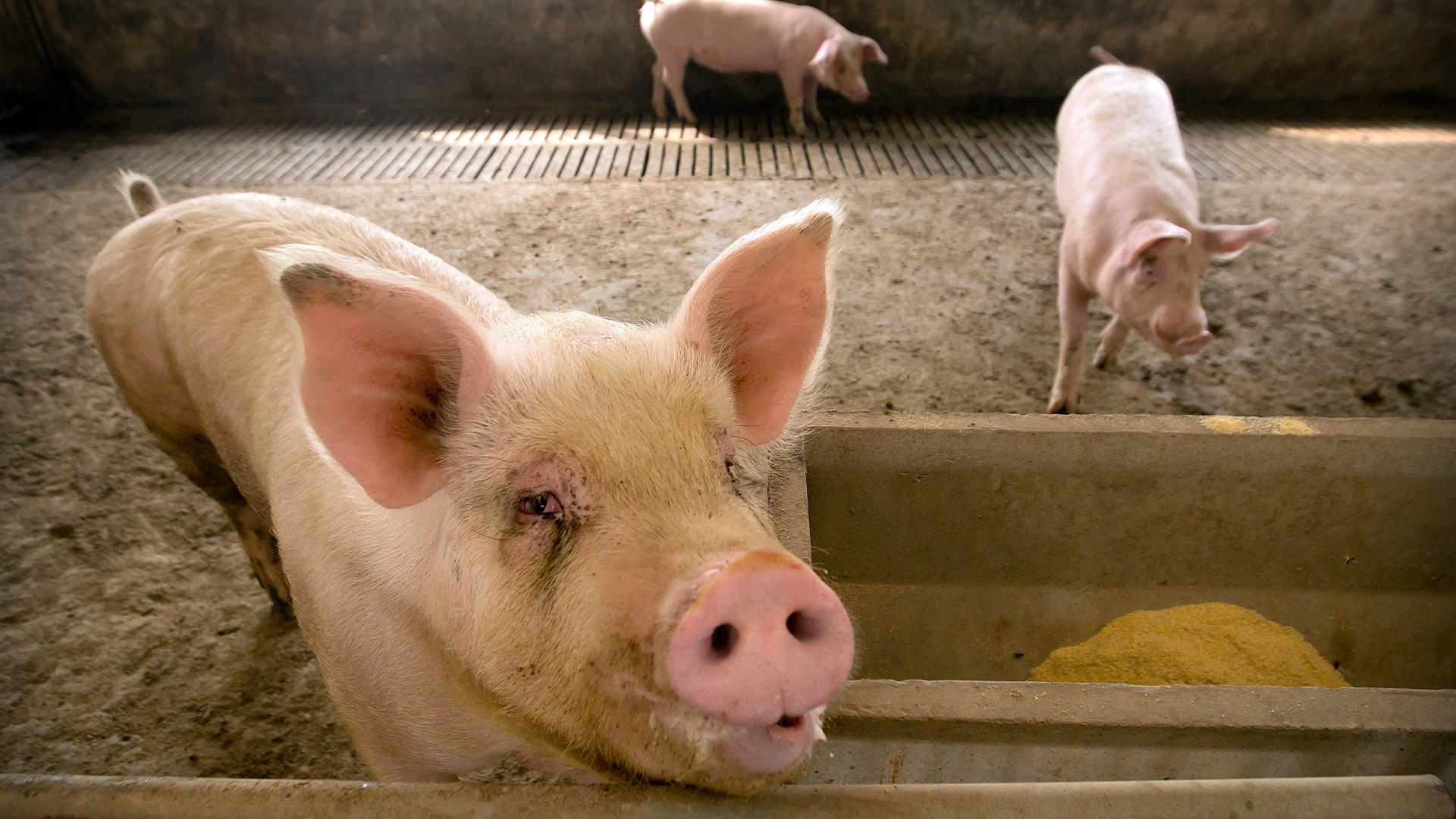 chinese-researchers-discover-new-virus-in-pigs-with-pandemic-potential