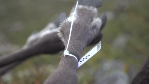 How did lightning kill more than 300 reindeer in Norway? | CBC Radio