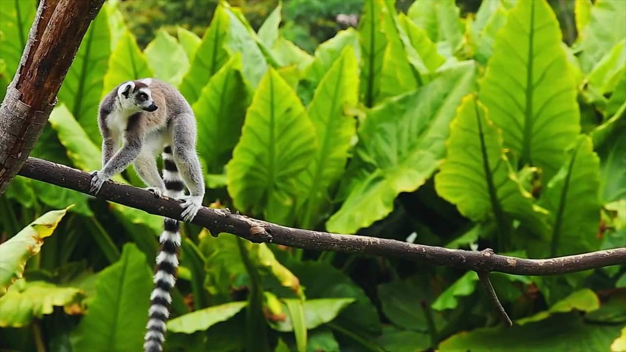 lemur-s1-e3-does-it-fart-watch-cbc-kids