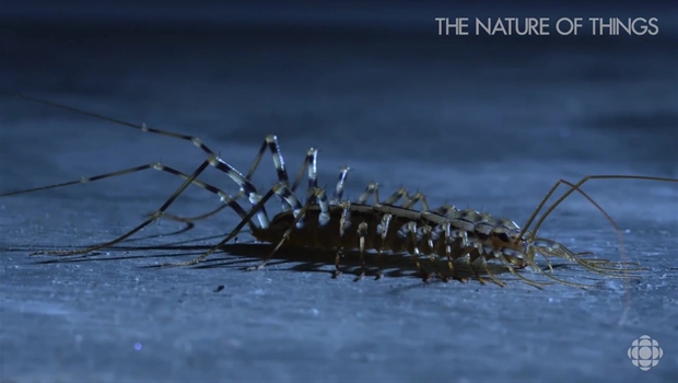 The Good The Bad And The Ugly Critters That Live In Our Homes Nature Of Things