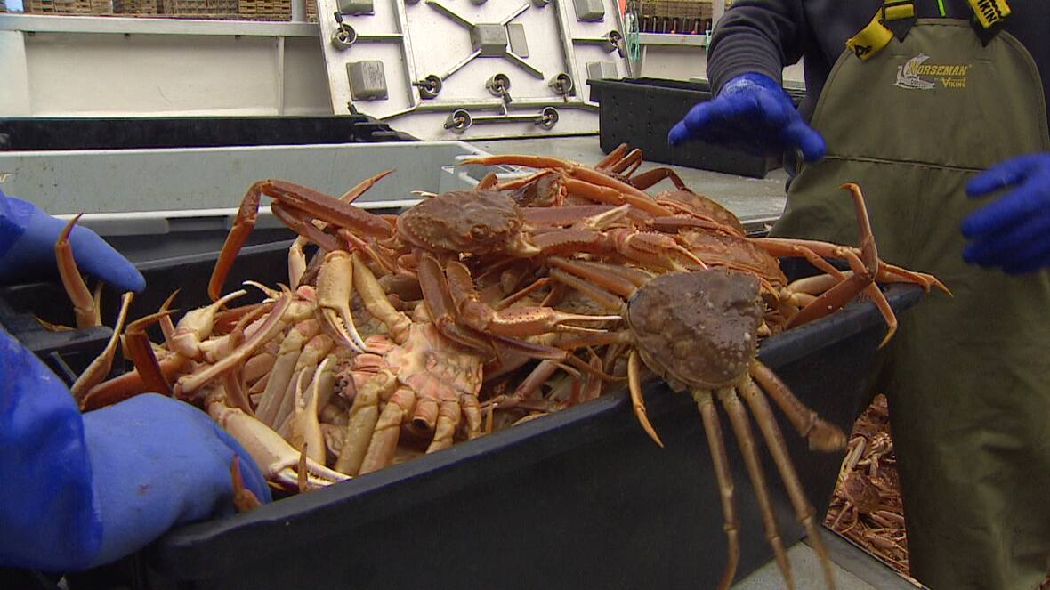 Good catches and better prices mark P.E.I. snow crab season | CBC.ca