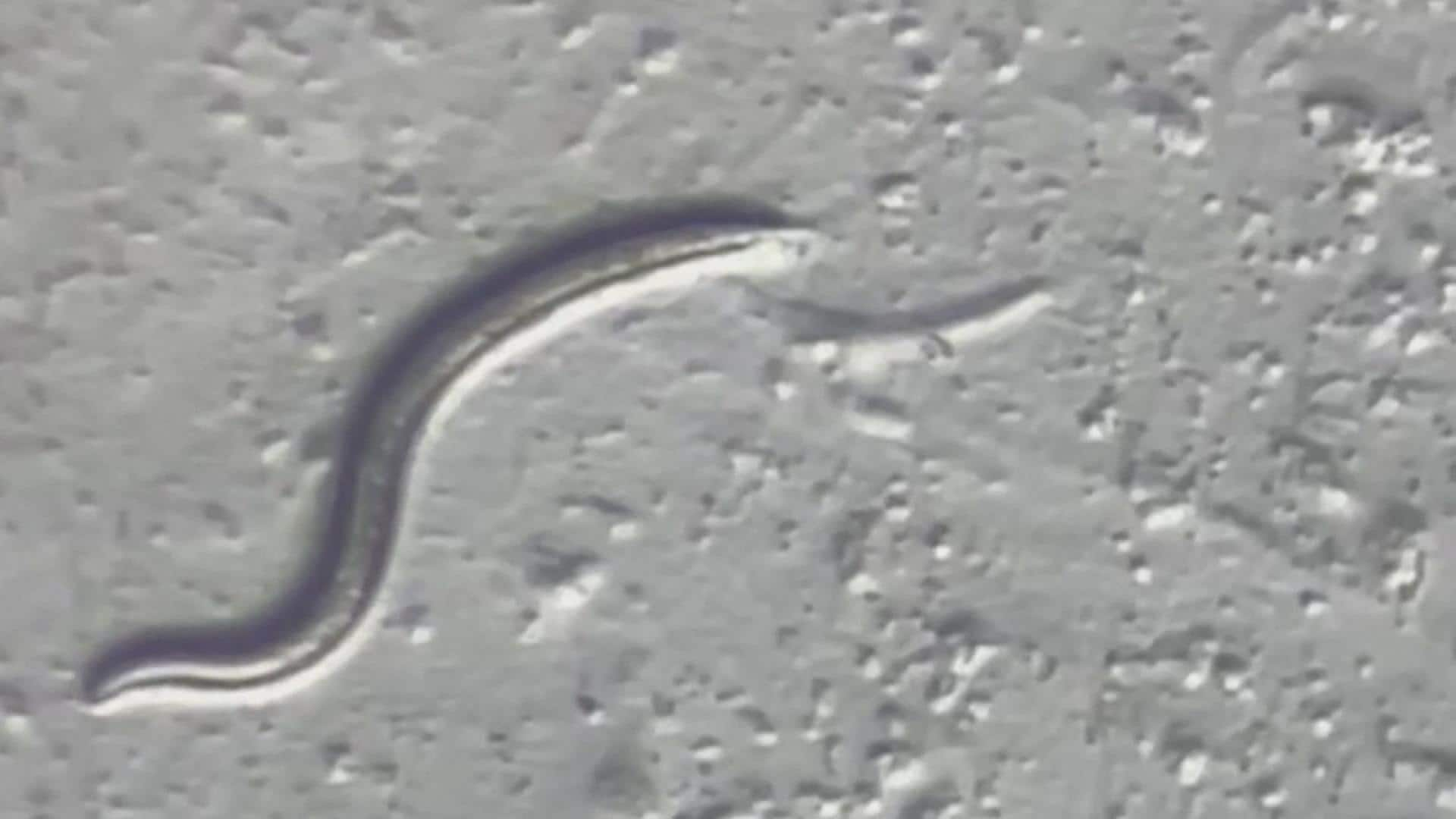 46-000-year-old-worm-comes-back-to-life-after-thawing-cbc-ca