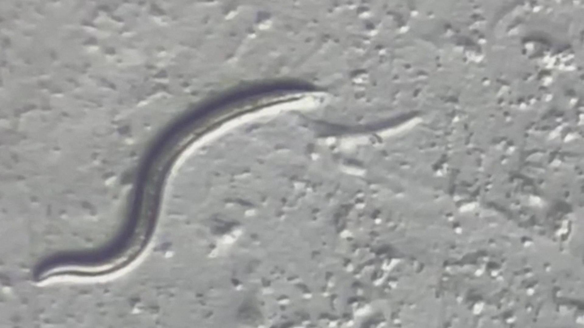 46 000 year old Worm Comes Back To Life After Thawing CBC ca