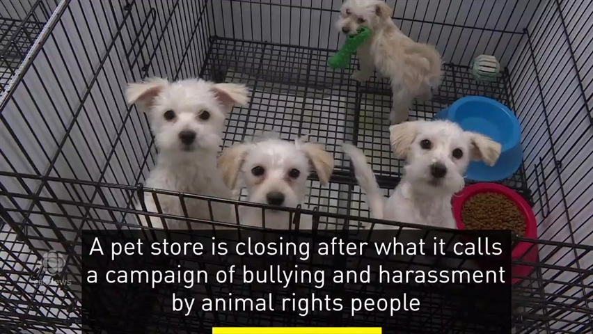 Okotoks Pet Store Closes After Attacks From Animal Rights Activists Cbc News