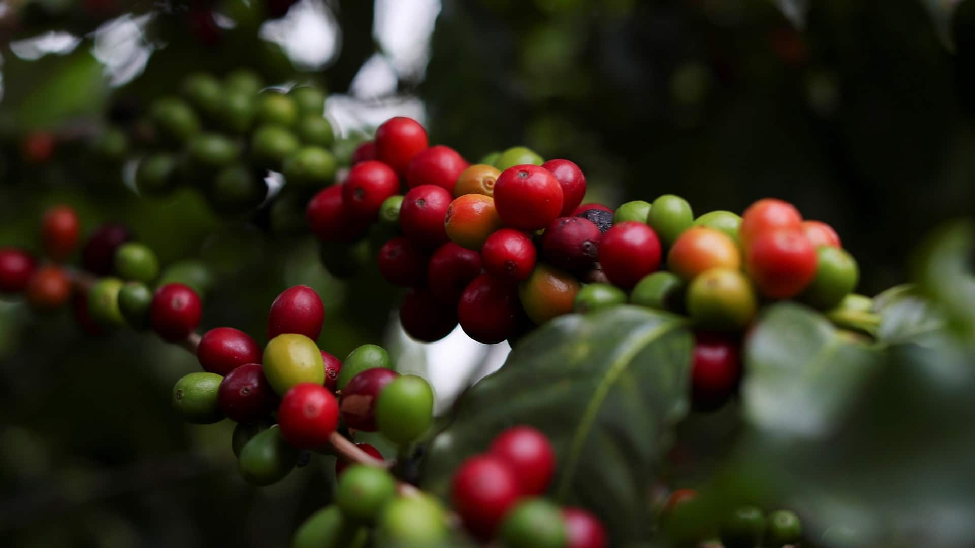 Record Brazilian Drought Causes Coffee Prices To Spike To Highest Level ...