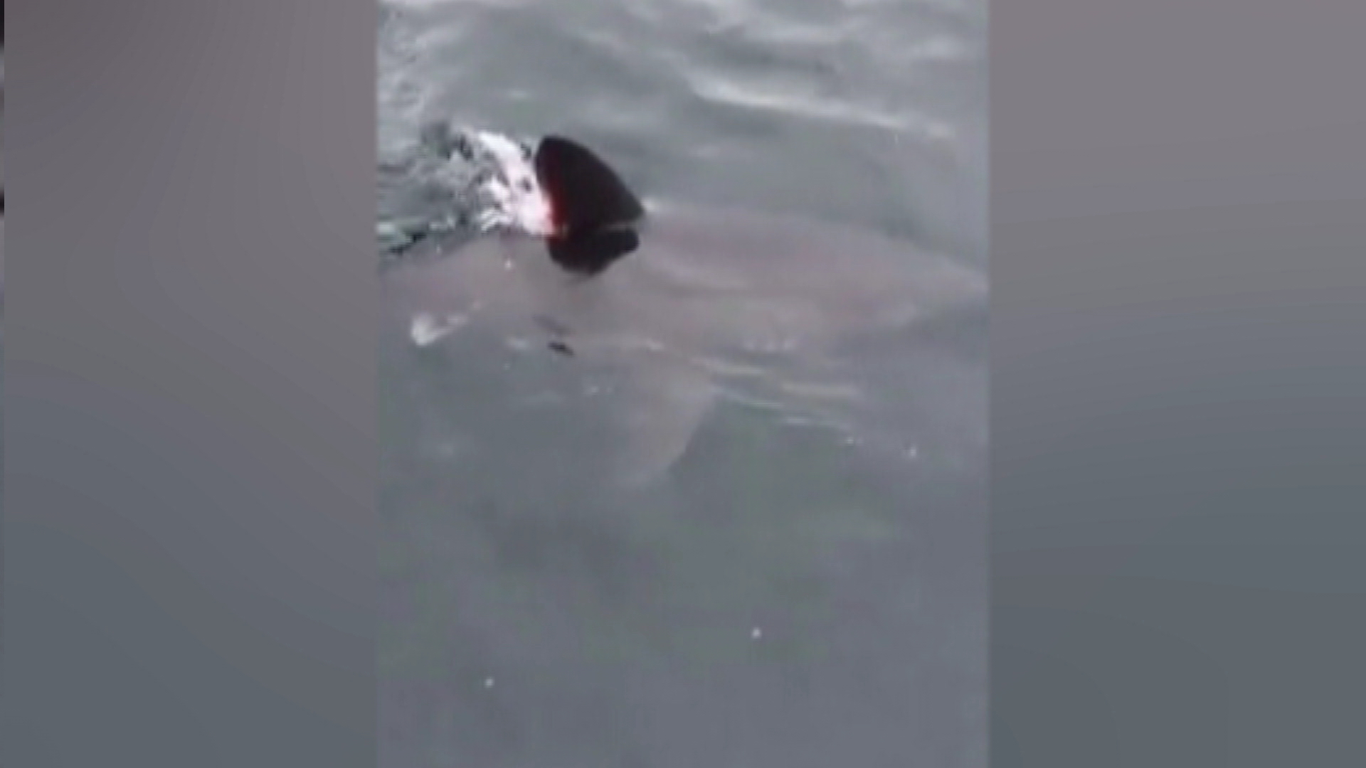 Catch a shark during the food fishery? Be ready to release it | CBC News