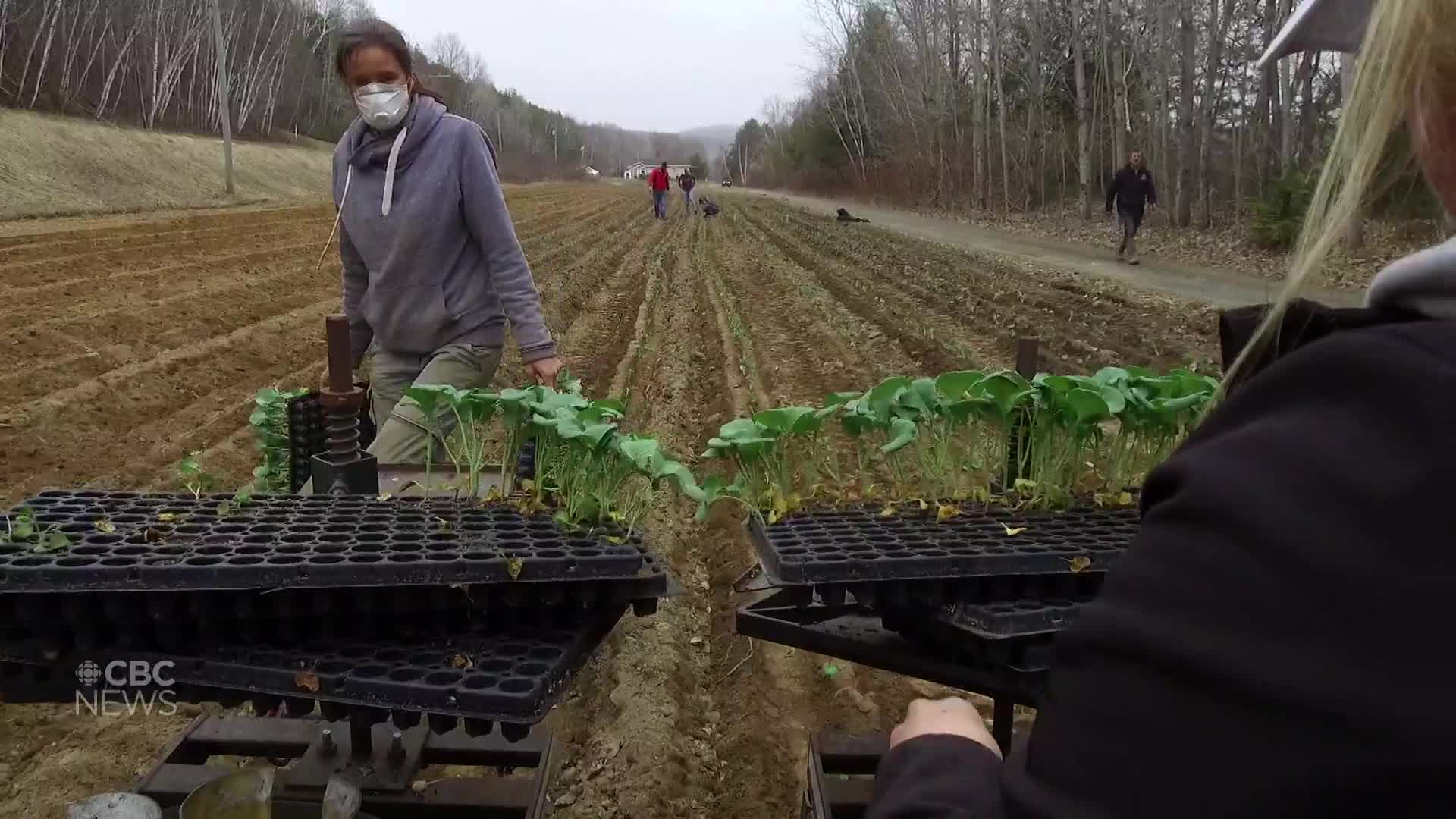 ban-on-temporary-foreign-workers-in-new-brunswick-has-some-farmers