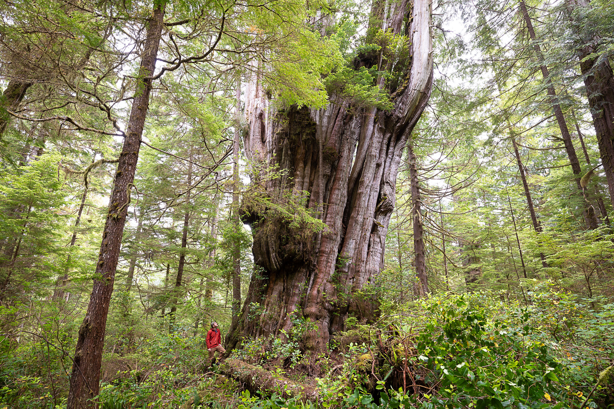 B.c. Big Tree Hunter Documents Grandest Old-growth Tree He's Ever Seen 